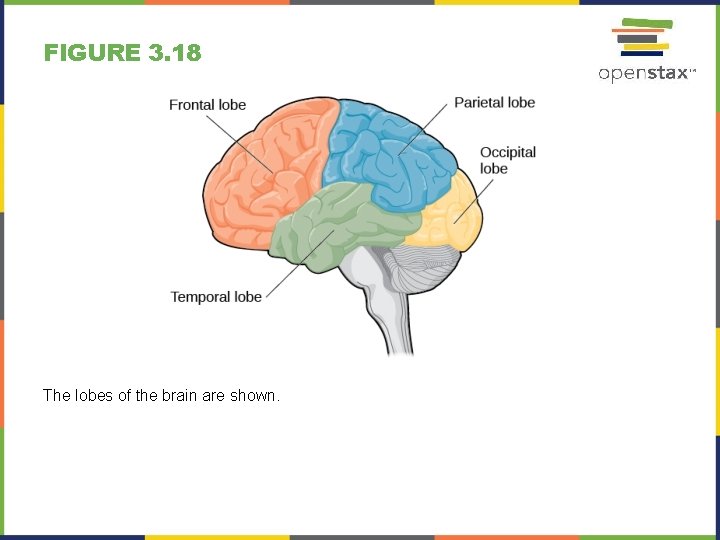 FIGURE 3. 18 The lobes of the brain are shown. 