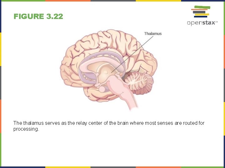 FIGURE 3. 22 The thalamus serves as the relay center of the brain where