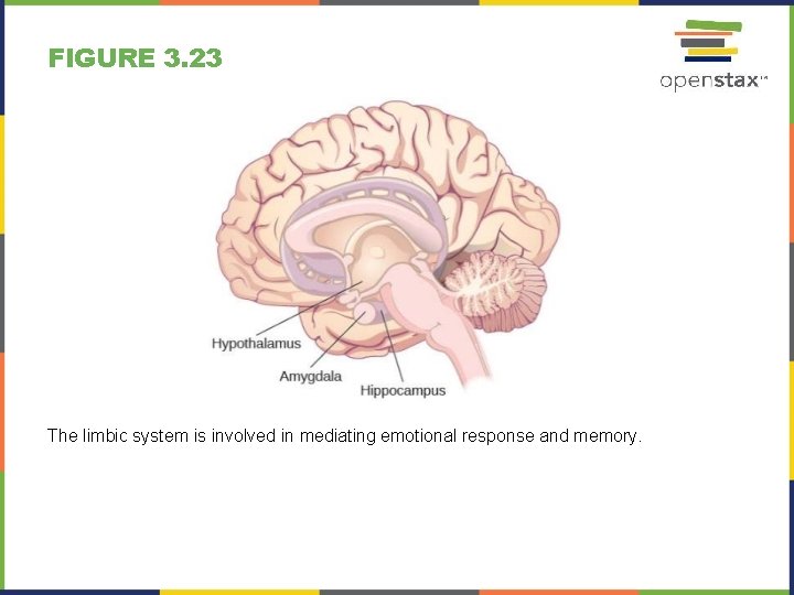 FIGURE 3. 23 The limbic system is involved in mediating emotional response and memory.