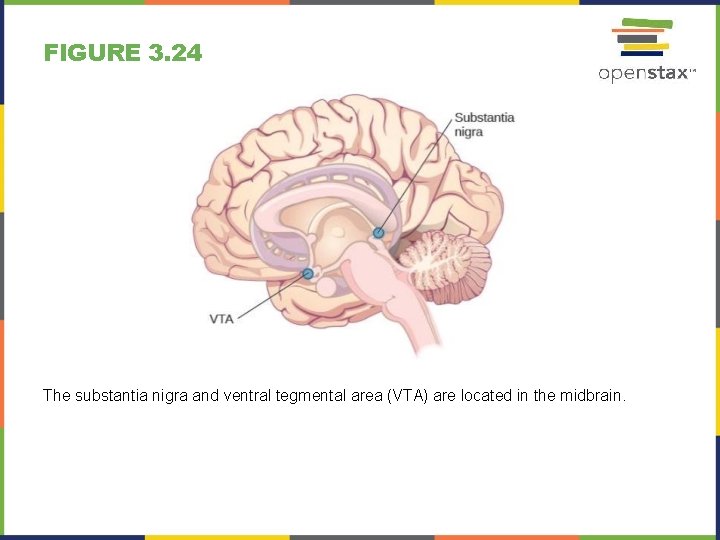 FIGURE 3. 24 The substantia nigra and ventral tegmental area (VTA) are located in