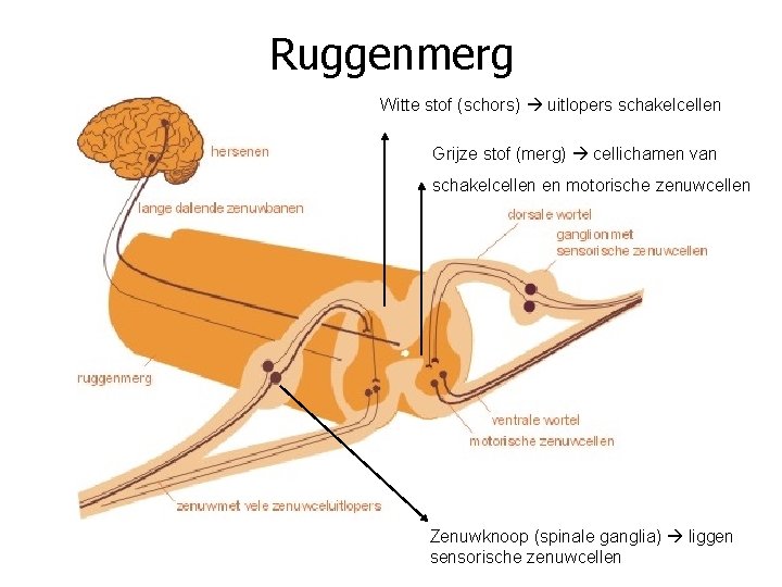 Ruggenmerg Witte stof (schors) uitlopers schakelcellen Grijze stof (merg) cellichamen van schakelcellen en motorische