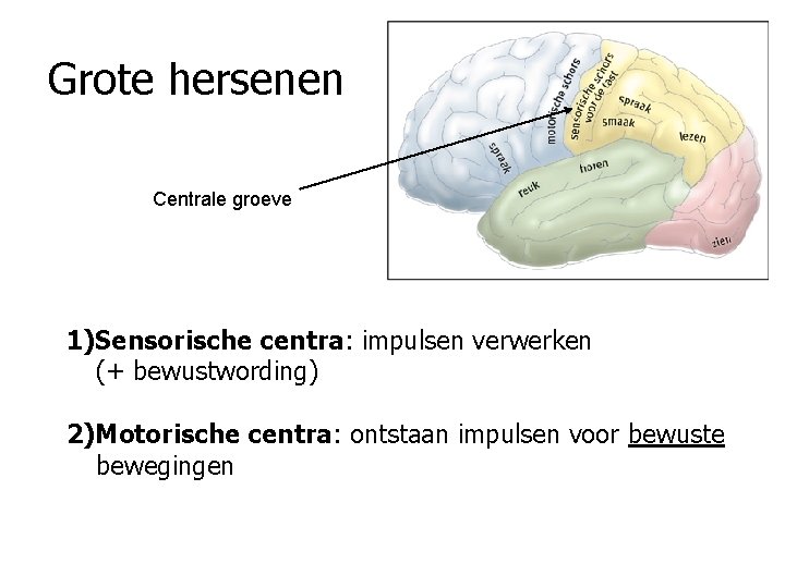 Grote hersenen Centrale groeve 1)Sensorische centra: impulsen verwerken (+ bewustwording) 2)Motorische centra: ontstaan impulsen