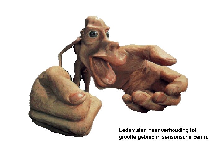 Ledematen naar verhouding tot grootte gebied in sensorische centra 