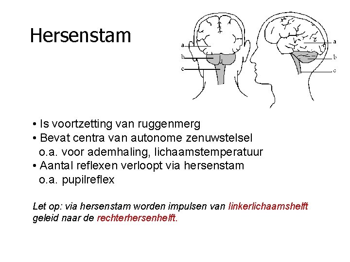 Hersenstam • Is voortzetting van ruggenmerg • Bevat centra van autonome zenuwstelsel o. a.