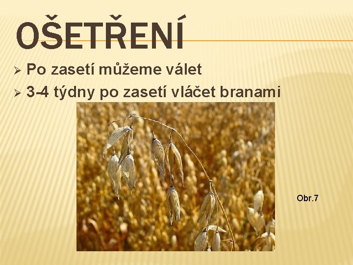 OŠETŘENÍ Po zasetí můžeme válet Ø 3 -4 týdny po zasetí vláčet branami Ø