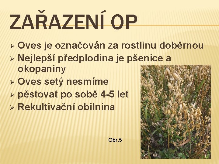 ZAŘAZENÍ OP Oves je označován za rostlinu doběrnou Ø Nejlepší předplodina je pšenice a