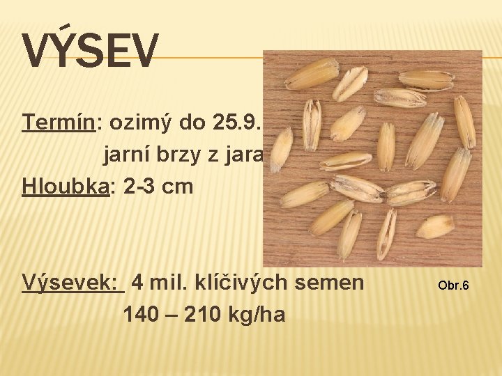 VÝSEV Termín: ozimý do 25. 9. jarní brzy z jara Hloubka: 2 -3 cm