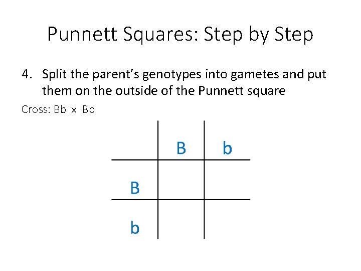 Punnett Squares: Step by Step 4. Split the parent’s genotypes into gametes and put