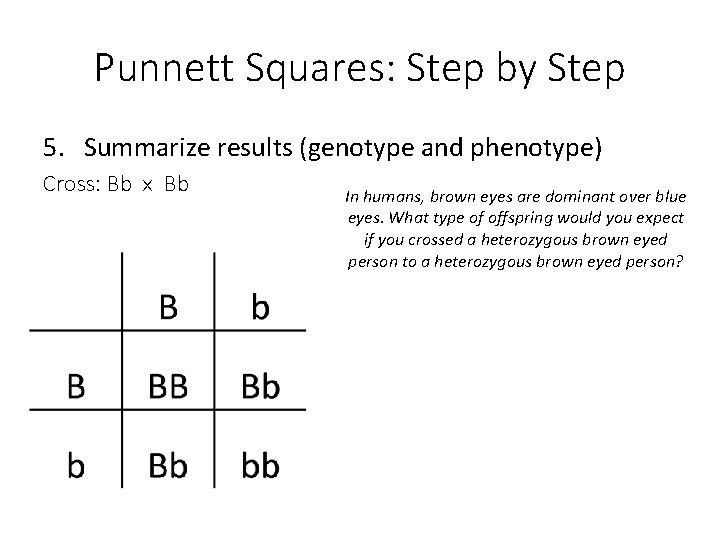 Punnett Squares: Step by Step 5. Summarize results (genotype and phenotype) Cross: Bb x