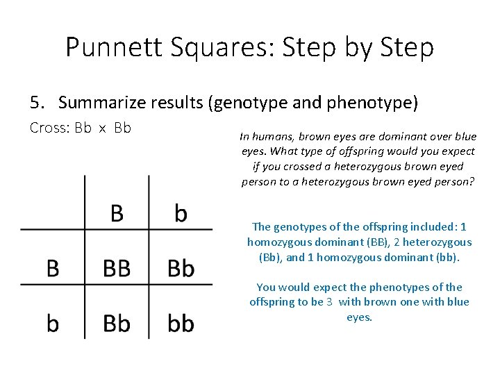 Punnett Squares: Step by Step 5. Summarize results (genotype and phenotype) Cross: Bb x