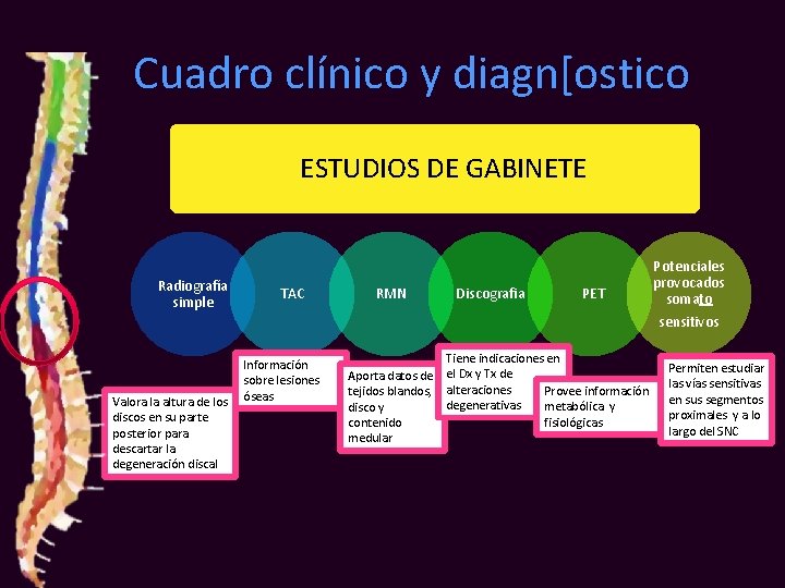 Cuadro clínico y diagn[ostico ESTUDIOS DE GABINETE Radiografía simple TAC RMN Discografia PET Potenciales