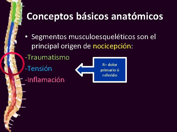 Conceptos básicos anatómicos • Segmentos musculoesqueléticos son el principal origen de nocicepción: -Traumatismo R=