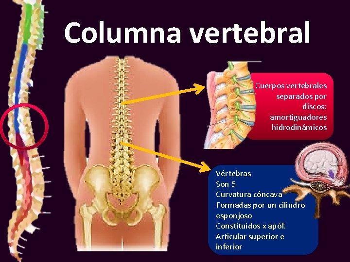 Columna vertebral Cuerpos vertebrales separados por discos: amortiguadores hidrodinámicos Vértebras Son 5 Curvatura cóncava