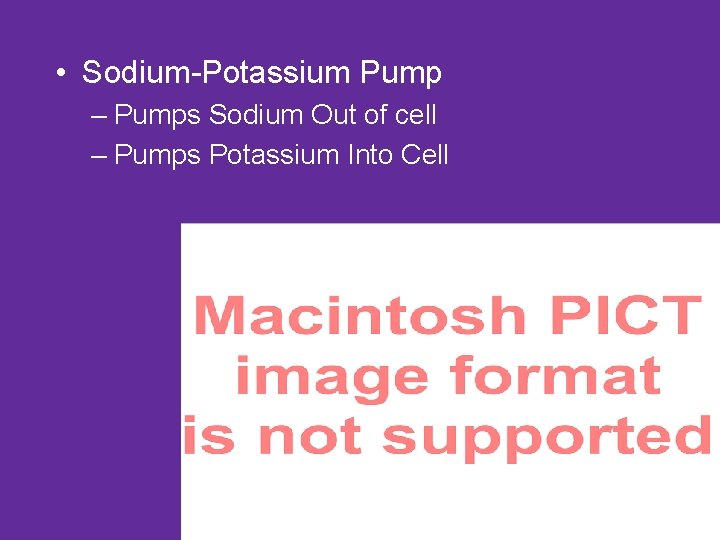  • Sodium-Potassium Pump – Pumps Sodium Out of cell – Pumps Potassium Into