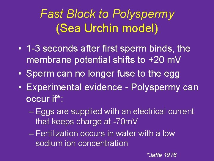 Fast Block to Polyspermy (Sea Urchin model) • 1 -3 seconds after first sperm