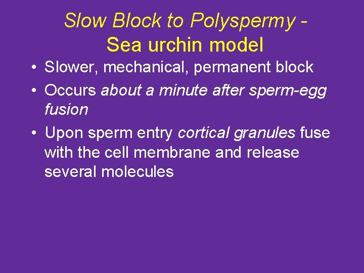 Slow Block to Polyspermy Sea urchin model • Slower, mechanical, permanent block • Occurs