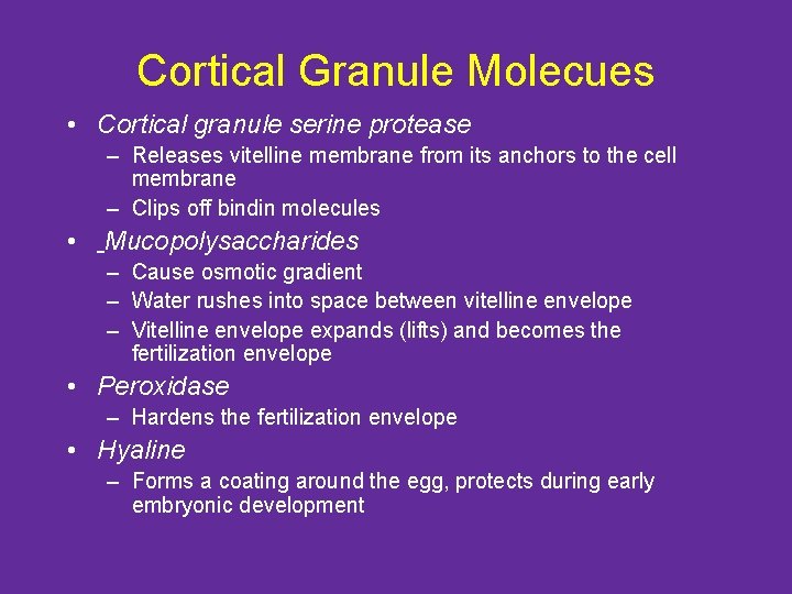 Cortical Granule Molecues • Cortical granule serine protease – Releases vitelline membrane from its