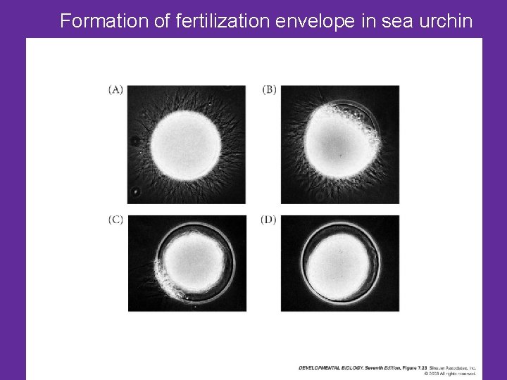 Formation of fertilization envelope in sea urchin 