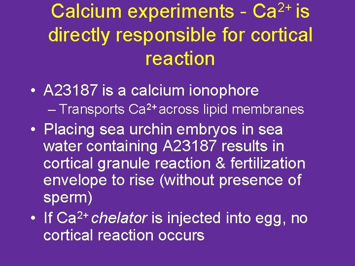 Calcium experiments - Ca 2+ is directly responsible for cortical reaction • A 23187