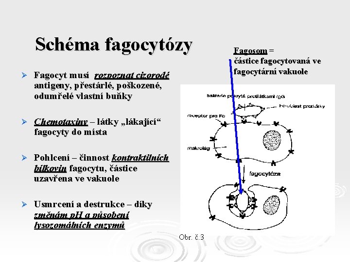 Schéma fagocytózy Ø Fagocyt musí rozpoznat cizorodé antigeny, přestárlé, poškozené, odumřelé vlastní buňky Ø