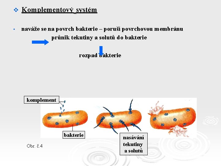 v Komplementový systém • naváže se na povrch bakterie – poruší povrchovou membránu průnik