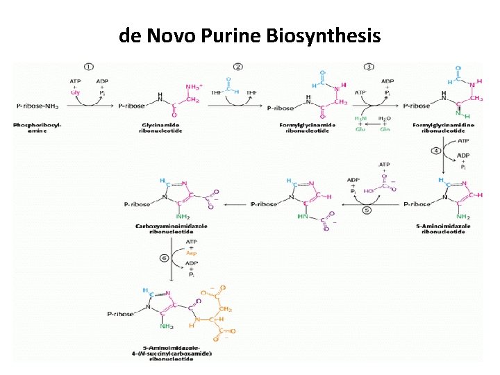 de Novo Purine Biosynthesis 