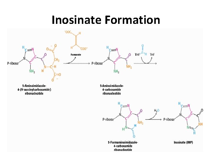 Inosinate Formation 