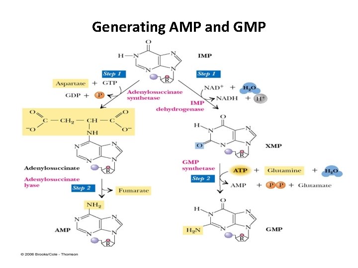 Generating AMP and GMP 