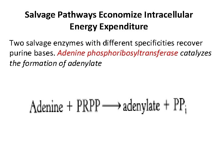 Salvage Pathways Economize Intracellular Energy Expenditure Two salvage enzymes with different specificities recover purine