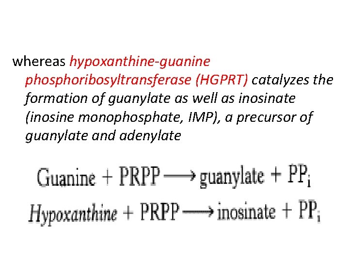 whereas hypoxanthine-guanine phosphoribosyltransferase (HGPRT) catalyzes the formation of guanylate as well as inosinate (inosine