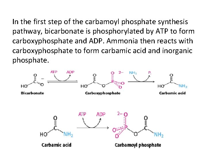 In the first step of the carbamoyl phosphate synthesis pathway, bicarbonate is phosphorylated by