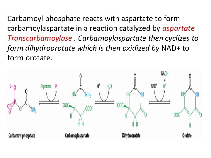 Carbamoyl phosphate reacts with aspartate to form carbamoylaspartate in a reaction catalyzed by aspartate