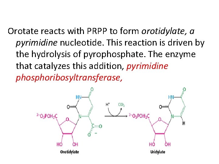Orotate reacts with PRPP to form orotidylate, a pyrimidine nucleotide. This reaction is driven