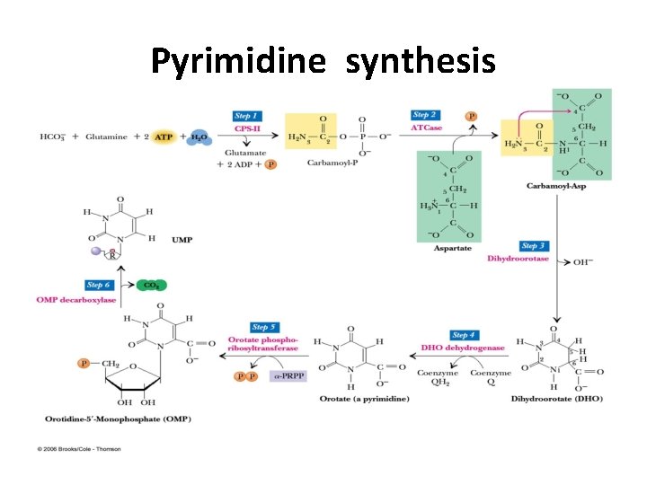Pyrimidine synthesis 