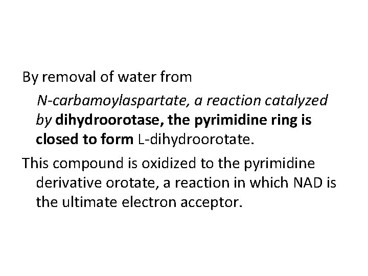 By removal of water from N-carbamoylaspartate, a reaction catalyzed by dihydroorotase, the pyrimidine ring