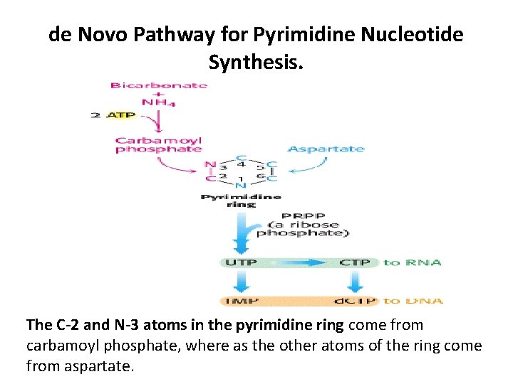 de Novo Pathway for Pyrimidine Nucleotide Synthesis. The C-2 and N-3 atoms in the