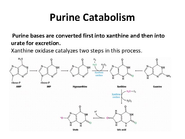 Purine Catabolism Purine bases are converted first into xanthine and then into urate for