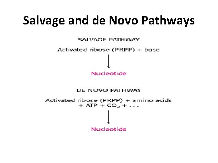 Salvage and de Novo Pathways 