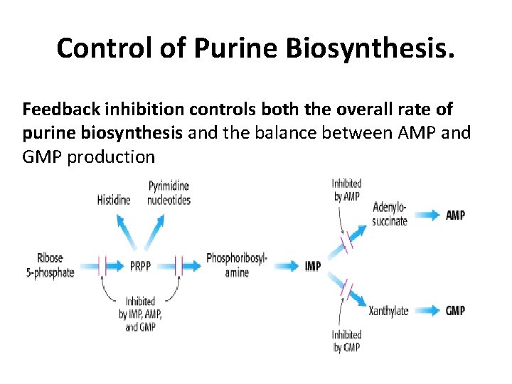 Control of Purine Biosynthesis. Feedback inhibition controls both the overall rate of purine biosynthesis