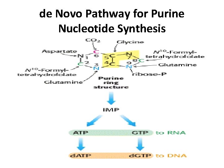 de Novo Pathway for Purine Nucleotide Synthesis 