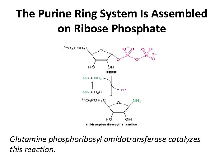 The Purine Ring System Is Assembled on Ribose Phosphate Glutamine phosphoribosyl amidotransferase catalyzes this