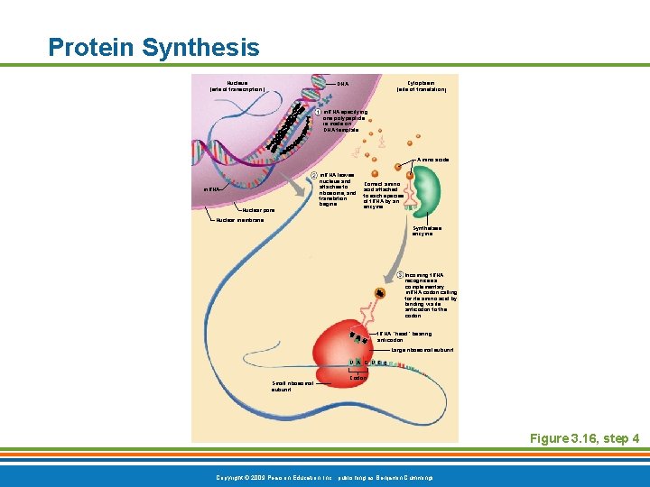 Protein Synthesis Nucleus (site of transcription) Cytoplasm (site of translation) DNA m. RNA specifying