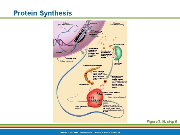 Protein Synthesis Nucleus (site of transcription) Cytoplasm (site of translation) DNA m. RNA specifying