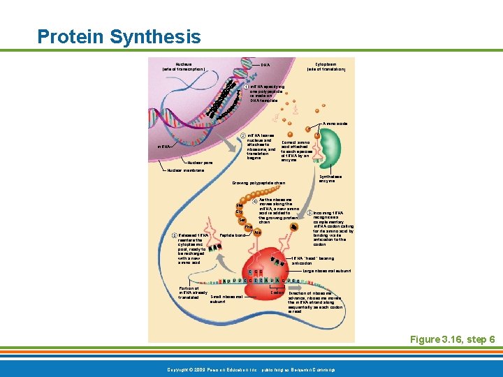 Protein Synthesis Nucleus (site of transcription) Cytoplasm (site of translation) DNA m. RNA specifying