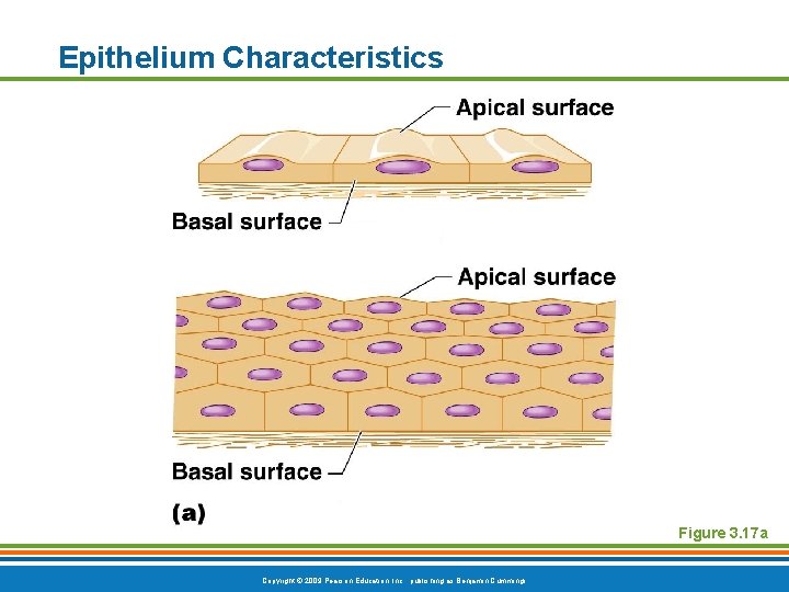 Epithelium Characteristics Figure 3. 17 a Copyright © 2009 Pearson Education, Inc. , publishing