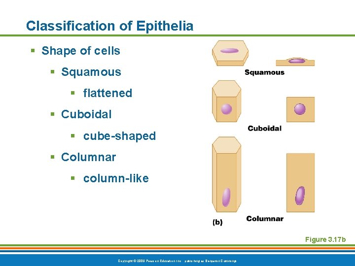 Classification of Epithelia § Shape of cells § Squamous § flattened § Cuboidal §