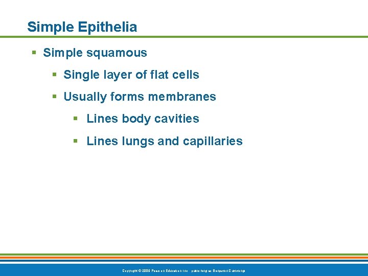 Simple Epithelia § Simple squamous § Single layer of flat cells § Usually forms