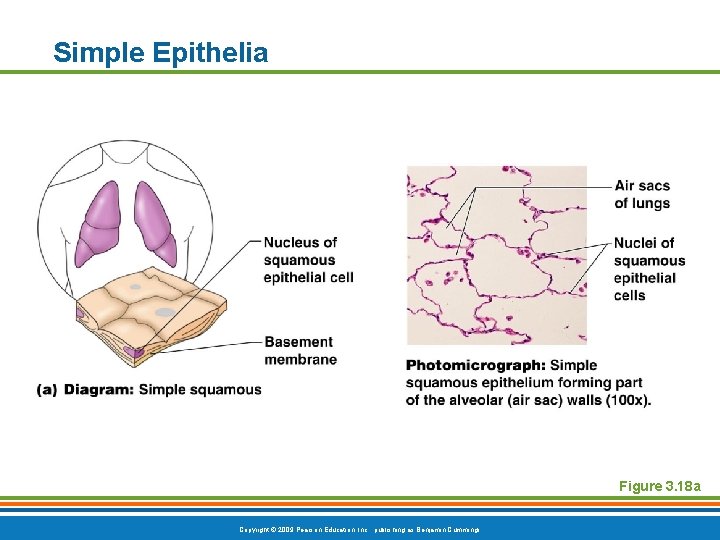 Simple Epithelia Figure 3. 18 a Copyright © 2009 Pearson Education, Inc. , publishing