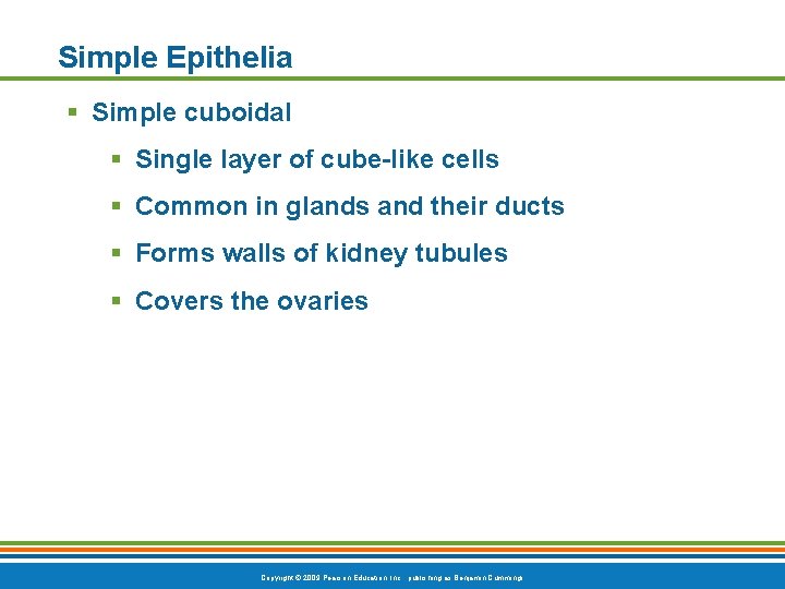 Simple Epithelia § Simple cuboidal § Single layer of cube-like cells § Common in