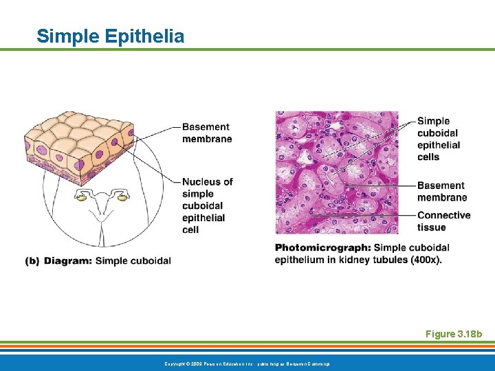 Simple Epithelia Figure 3. 18 b Copyright © 2009 Pearson Education, Inc. , publishing